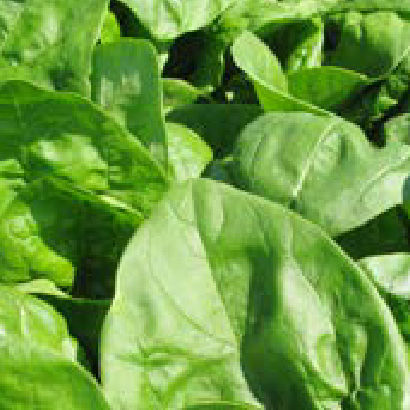 Medium early spinach seed - Spirico F1 - nunhems - spring / hybrid