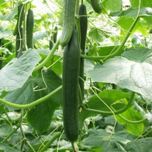 Powdery mildew resistant cucumber seed Sencere nunhems mosaic