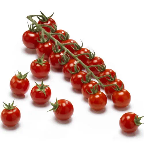 Red cherry tomato - Competition F1 - nunhems - mosaic virus