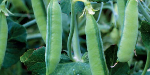 Medium early protein pea seed - FASTE - agriobtentions - winter / ferric chlorosis resistant / resistant to lodging