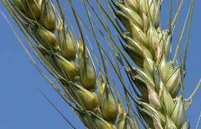 Medium early wheat seed - RENAN - agriobtentions - winter / rust resistant / powdery mildew resistant