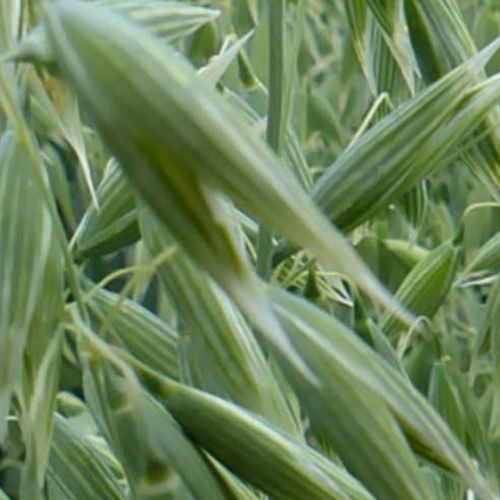 Medium early oat seed - BALANCE PZO  - agriobtentions - winter / rust resistant / resistant to lodging
