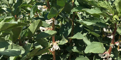 Mid-late field bean seed - NAIROBI - agriobtentions - winter / rust resistant / anthracnose resistant