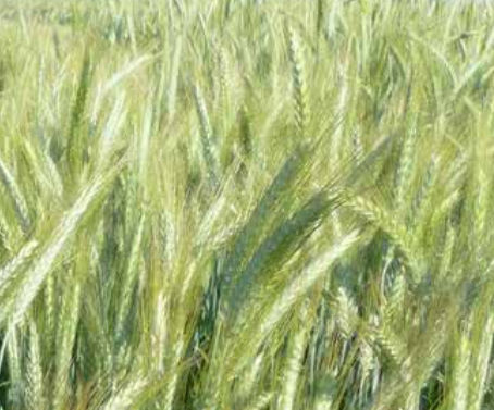 Early triticale seed - RILAX - agriobtentions - winter / rust resistant / powdery mildew resistant