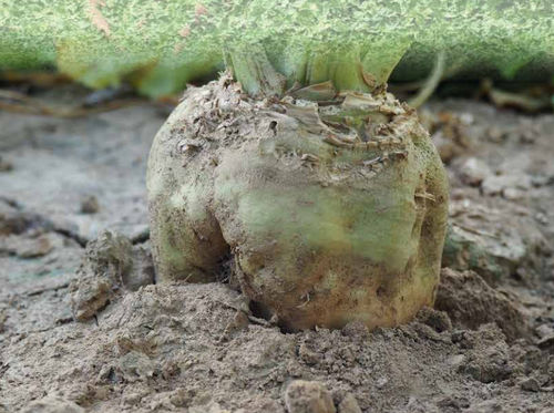 Fodder beet seed - GERTY KWS - momont - rhizomania resistant / conical