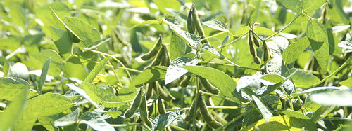 Early soybean seed - saatbau