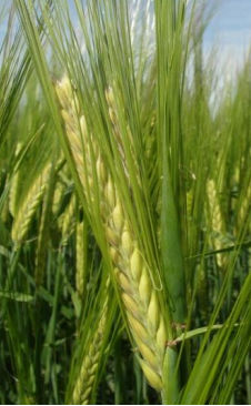 Early barley seed - EIFEL - secobra - spring / powdery mildew resistant / rust resistant