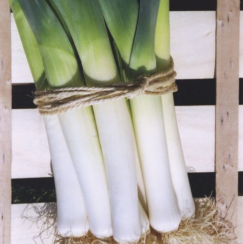 Leek seed - technisem