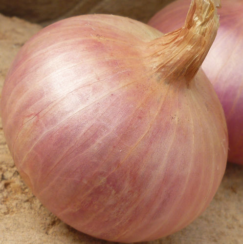 Onion seed - technisem