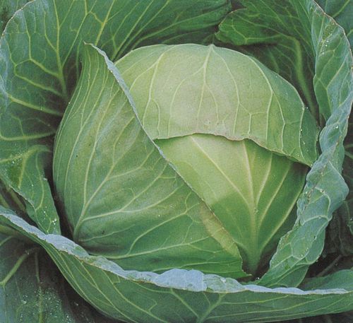 Mid-late cabbage seed - Amager - vikima