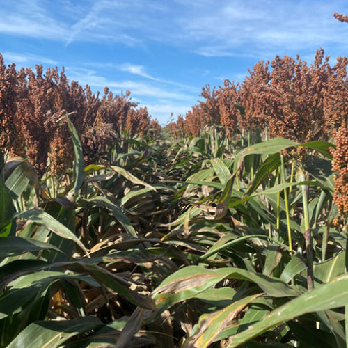 Medium early sorghum seed - M6476 - Beck's Hybrids - grain / fusarium resistant / powdery mildew resistant