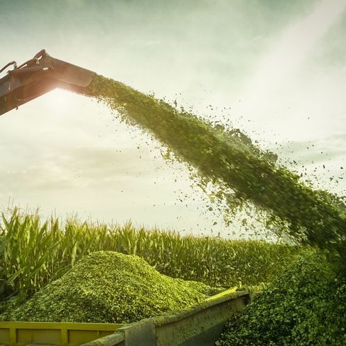 Autumn corn seed - 3967 - Beck's Hybrids - silage / hybrid