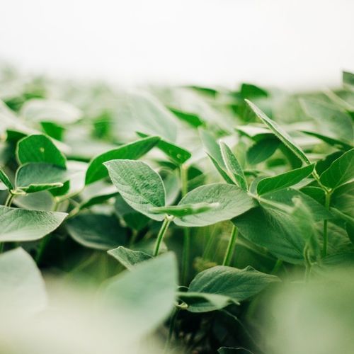 Summer soybean seed - 0773XF - Beck's Hybrids - medium plant height
