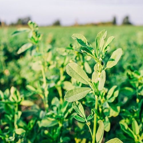Alfalfa fodder - Viper XT HVXRR - Beck's Hybrids - for animal feed