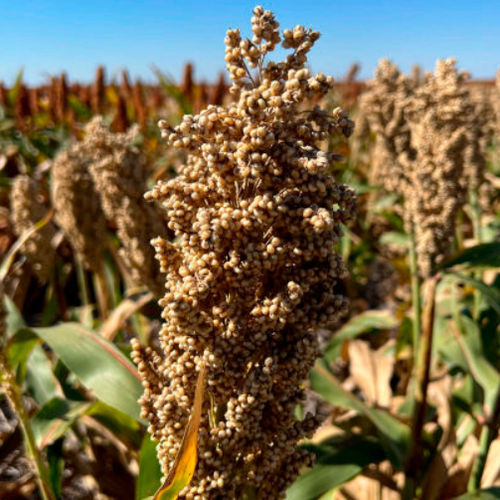 Medium early sorghum seed - M6331 - Beck's Hybrids - grain / fusarium resistant / powdery mildew resistant