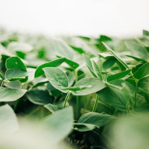Summer soybean seed - 421GH - Beck's Hybrids - medium plant height