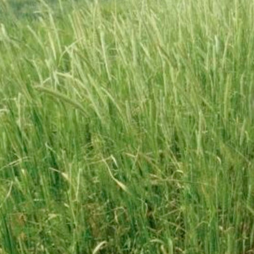 Medium durum wheat seed - Fusion AX - limagraincerealseeds - winter / rust resistant / medium plant height