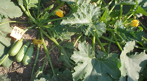 Leaf blight resistant zucchini seed - ROCIO - larkseeds - mosaic virus resistant