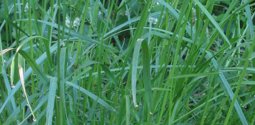 Ryegrass cover crop - RootMax - lacrosseseed - soil structure / for ...