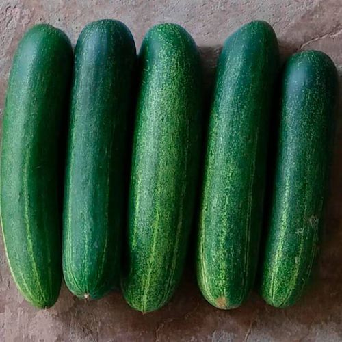 Hybrid cucumber seed Daewy F1 eastwestseed green
