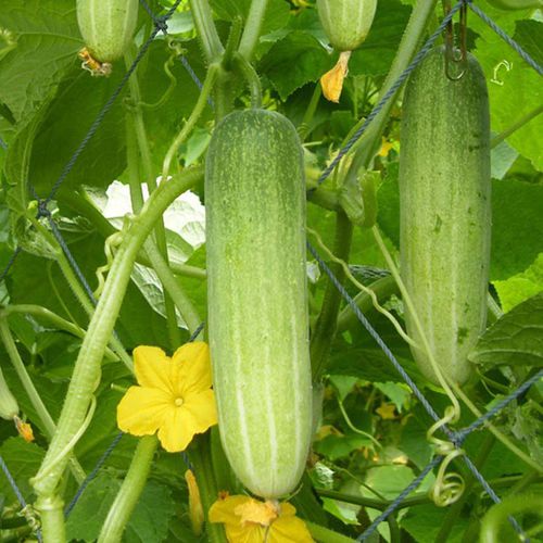 Early cucumber seed - Empire F1 - eastwestseed - hybrid