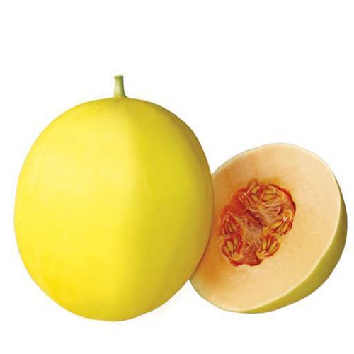 Medium early melon seed - Uranus F1 - eastwestseed - hybrid / yellow
