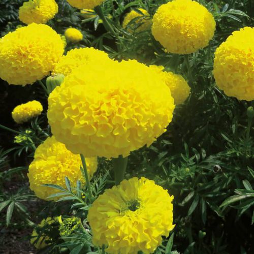 Annual floral seed - Bengal F1 - eastwestseed - yellow / for garden ...