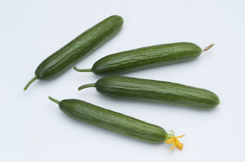 Winter cucumber seed - ADA 1 - Origene seed - hybrid / for greenhouse cultivation