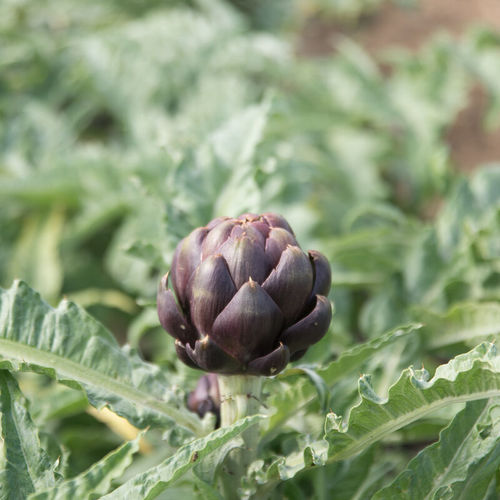 Very early artichoke seed Colorado Star johnnyseeds annual