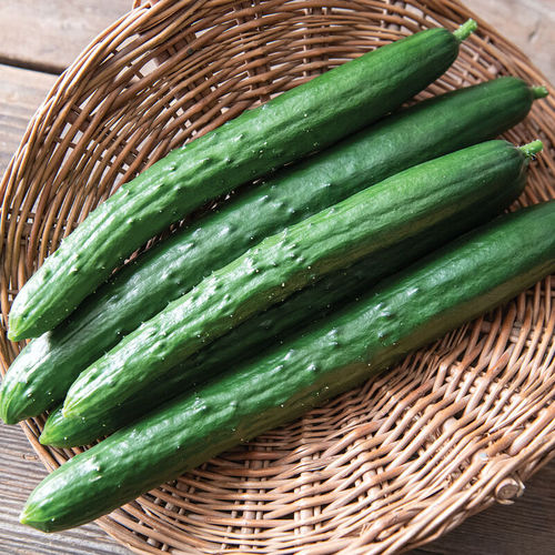 Powdery mildew resistant cucumber seed Sashimi johnnyseeds annual