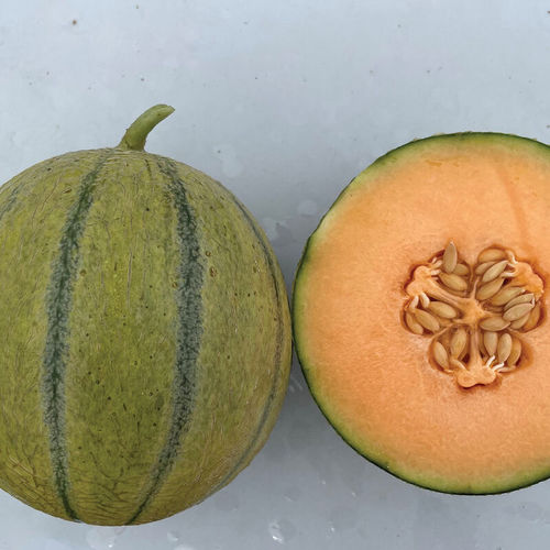 Early melon seed - Melonade - johnnyseeds - powdery mildew resistant / fusarium resistant / annual