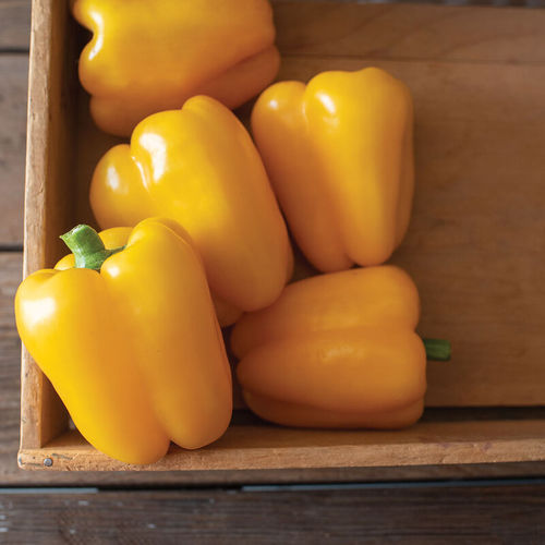 Late pepper seed - SVPB8415 - johnnyseeds - bacterial spot resistant / annual / hybrid