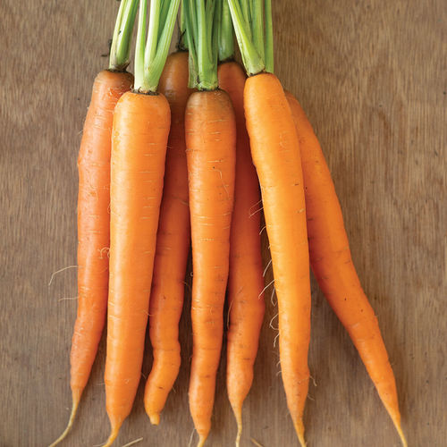 Early carrot seed - Caravel - johnnyseeds - autumn / hybrid / biological