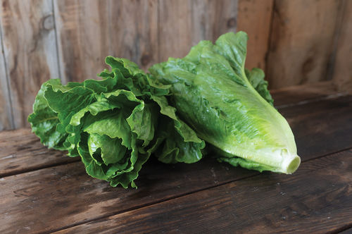 Mosaic virus resistant lettuce seed - Chalupa - johnnyseeds - biological