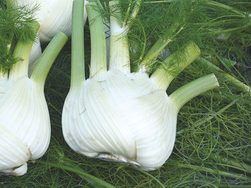 Early fennel seed - Preludio F1 - vitalisorganic - spring / hybrid / bolting resistance