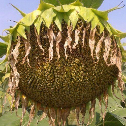 Early sunflower seed - MAS 81.OL - Mas Seeds - sclerotinia resistant / leaf blight resistant / resistant to lodging