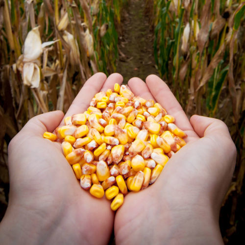 Biological corn seed - MAS 43.P - Mas Seeds - mid-late / grain / helminthosporiosis resistant