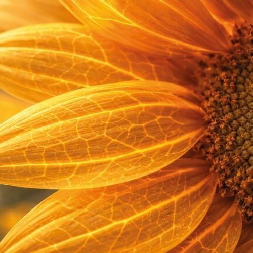 Early sunflower seed - MAS 812HOCP - Mas Seeds - sclerotinia resistant / phoma resistant / leaf blight resistant