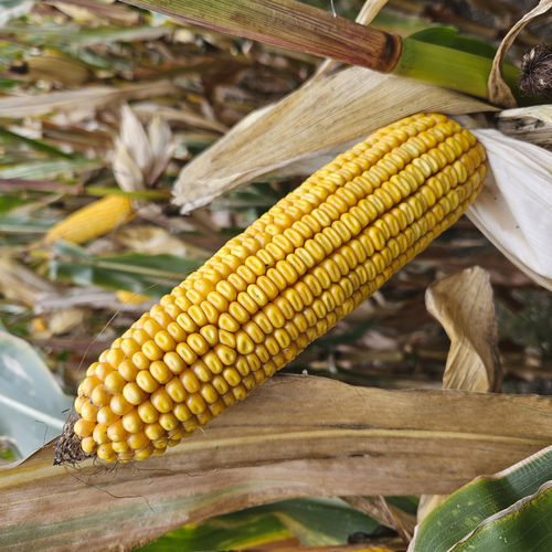 Medium early corn seed - MDM3335 - Mas Seeds - grain / combination / helminthosporiosis resistant