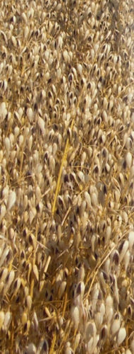 Medium early oat seed - ZORRO - lemaire-deffontaines - spring / resistant to lodging