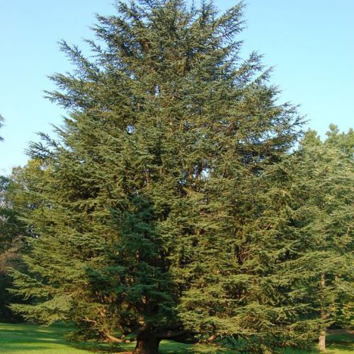 Coniferous tree - Eastern Red Cedar  - NatureHills