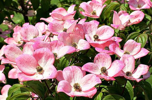Deciduous tree - Pink Dogwood Tree - Greenwood