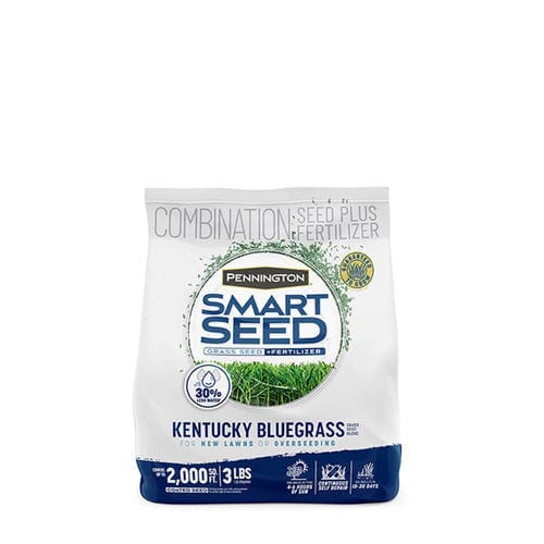 Seed turf - KENTUCKY BLUEGRASS  - pennington