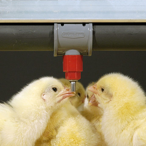 Poultry waterer - RELIA-FLOW® - choretime - PVC / stainless steel / multi-access