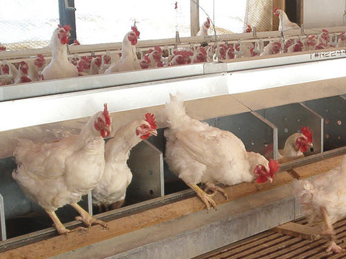 Egg conveyor - choretime - belt