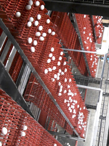 Multi-tier egg collection system - EXCELSIOR® - choretime