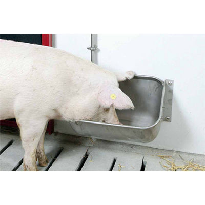Sow feeder - Qingdao Chima Asia Machinery Co., Ltd - stainless steel / single access / wall-mounted