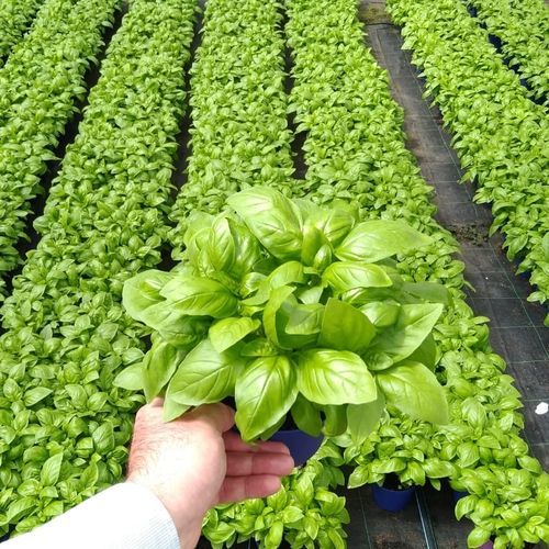Basil seed DA VINCI PVP CORA SEEDS srl