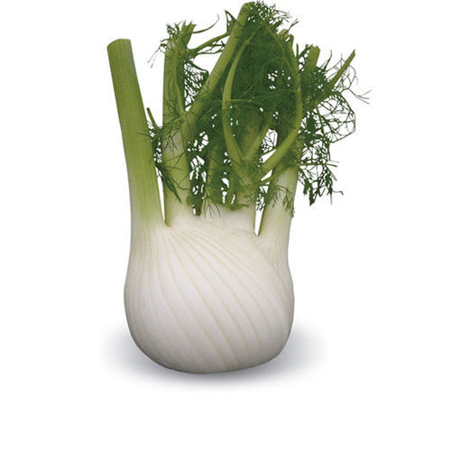 Medium early fennel seed Ulisse F1 CORA SEEDS srl autumn