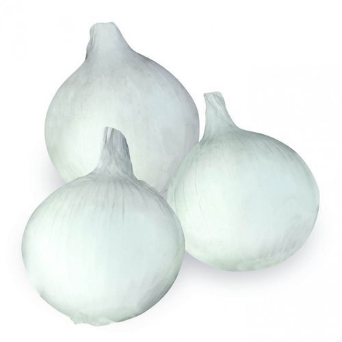 Early onion seed - Aida F1 - CORA SEEDS srl